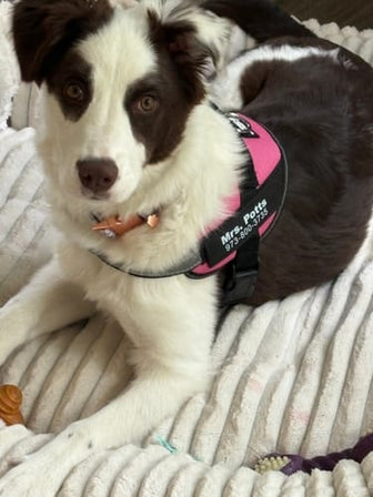 A dog from the Wuffmo community