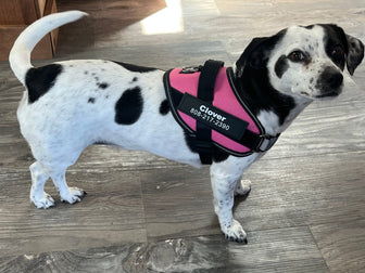 A dog from the Wuffmo community