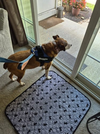 A dog from the Wuffmo community