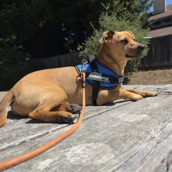 Corduroy wearing his blue harness, shared with Amber’s review