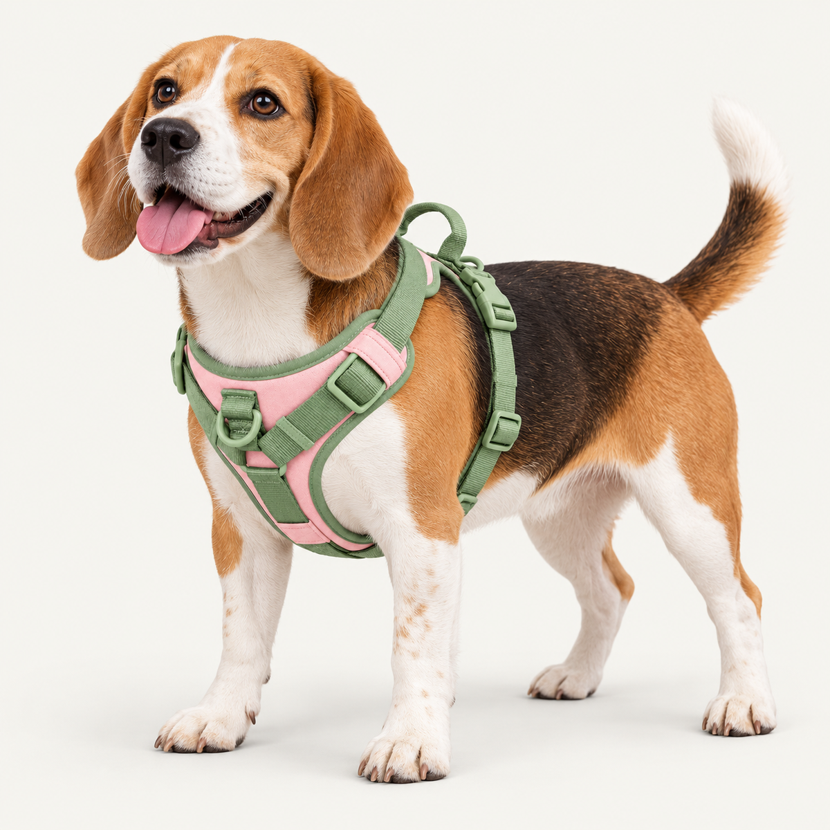 Beagle wearing the Forma Support Harness in Sage and pink 