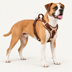Dog wearing the Forma Support Harness with a padded Y-shaped chest and adjustable straps 