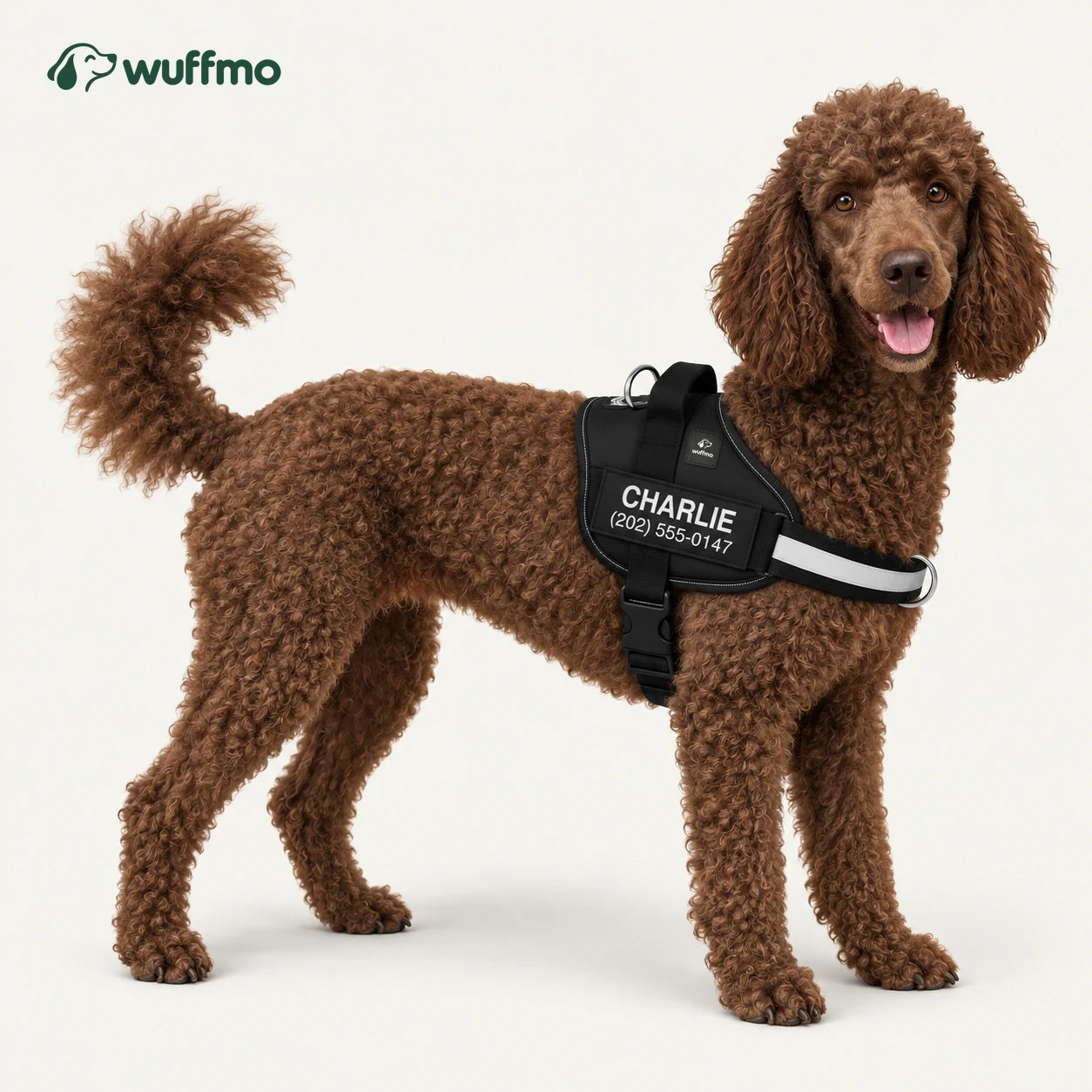 Chocolate poodle wearing a personalized black Wuffmo harness